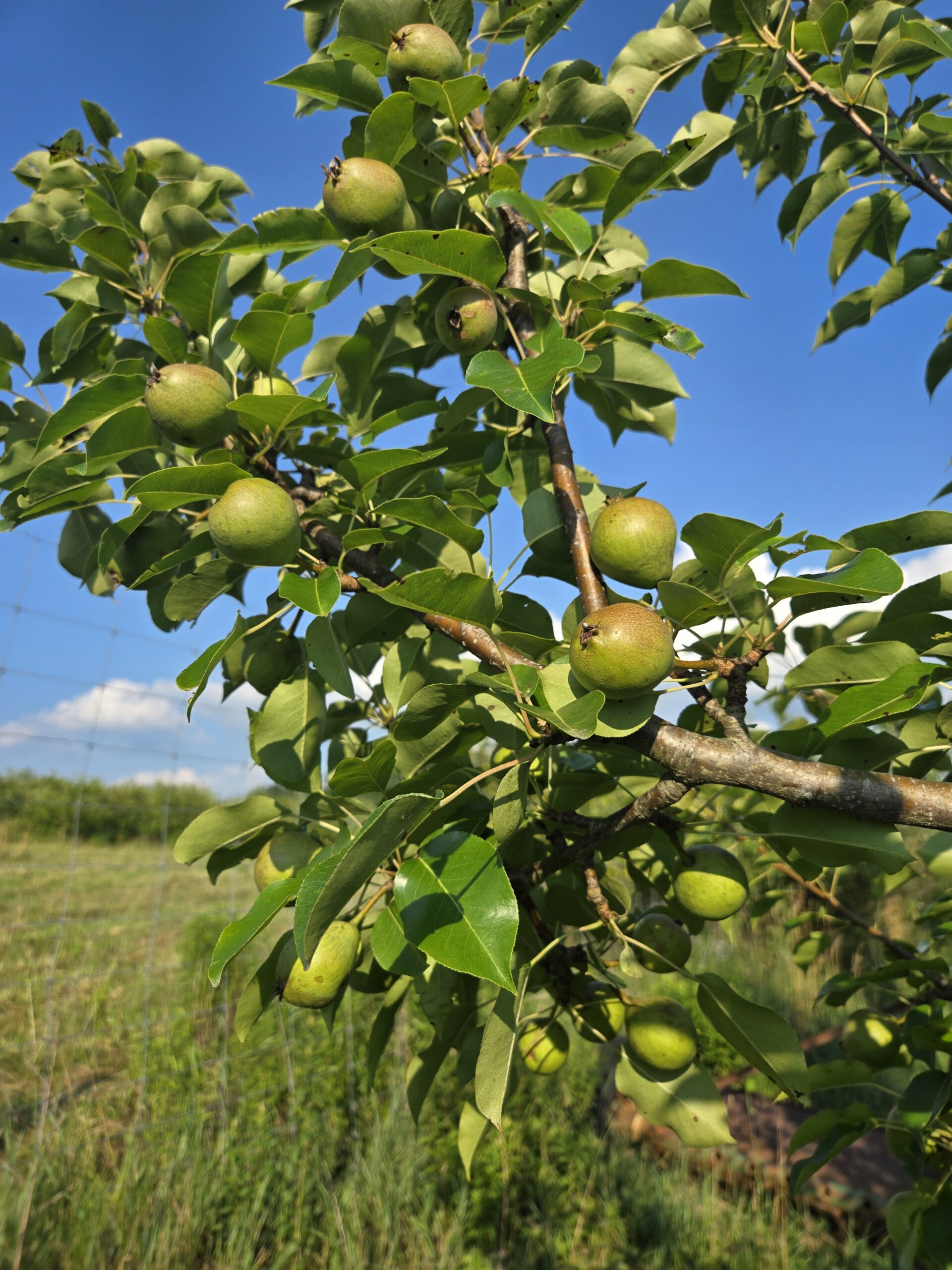 Brother Monk Ciderworks