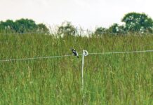 Chart a course in conservation Bobolink
