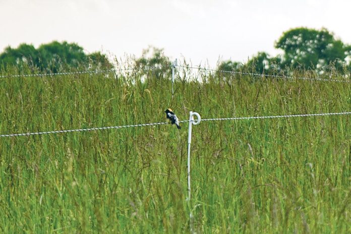 Bobolink