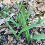 Second species of wild ramps discovered in southwestern Pennsylvania allium burdickii