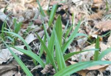 Second species of wild ramps discovered in southwestern Pennsylvania allium burdickii