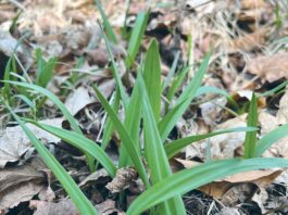allium burdickii