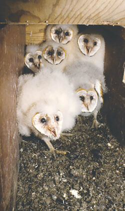 barn owl babies