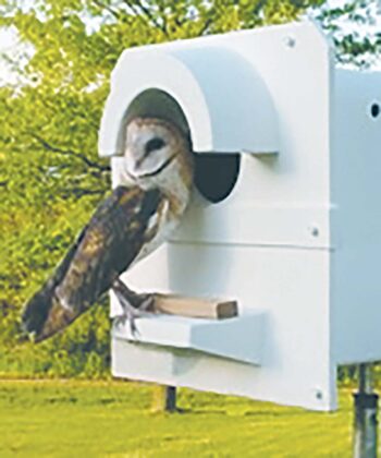 barn owl box