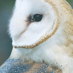 Looking after the rafter’s ghost barn owl