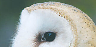Looking after the rafter’s ghost barn owl