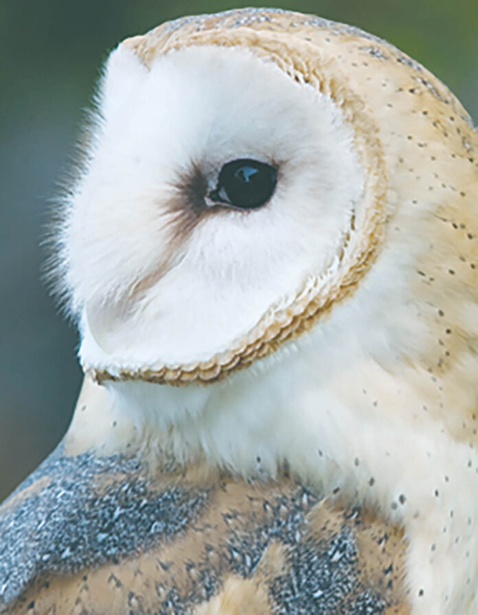 barn owl barn owl