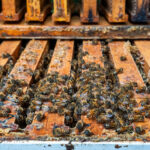 Biting back: Central State researchers breed mite-resistant honey bees bees