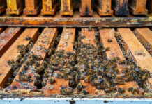 Biting back: Central State researchers breed mite-resistant honey bees bees