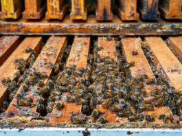 Biting back: Central State researchers breed mite-resistant honey bees bees