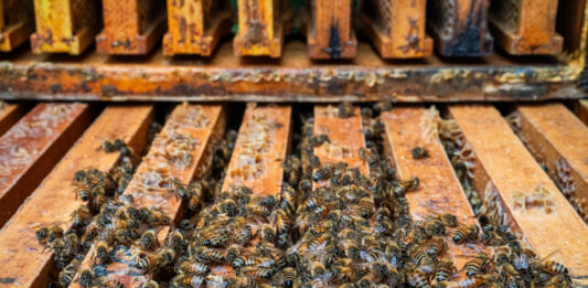 Biting back: Central State researchers breed mite-resistant honey bees bees