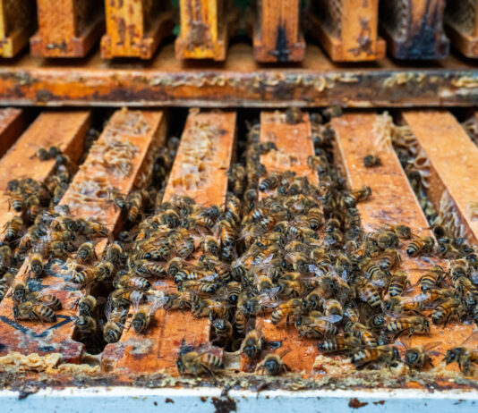Biting back: Central State researchers breed mite-resistant honey bees bees