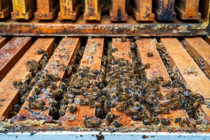 boo BEES bees