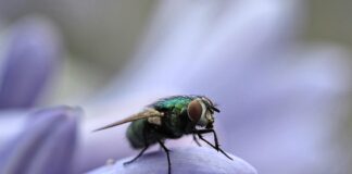 Giving thanks for a holiday free of fly infestations this year fly