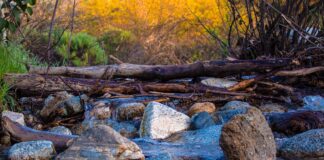 Don’t get jammed by log jams stream