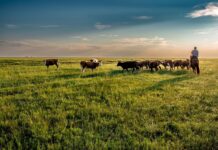 It’s the perfect time of year to feel gratitude for grasslands pasture