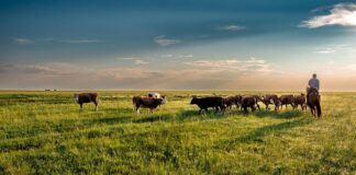 It’s the perfect time of year to feel gratitude for grasslands pasture