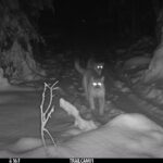 Cougar family spotted in Michigan for first time in a century