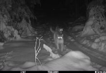 Cougar family spotted in Michigan for first time in a century