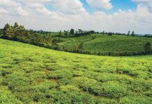 Farm and planet: Sipping on Kenya’s agriculture industry