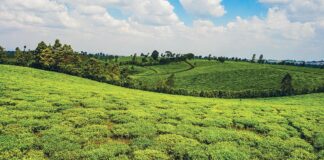 Farm and planet: Sipping on Kenya’s agriculture industry