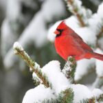 How to repurpose your Christmas tree for wildlife habitat