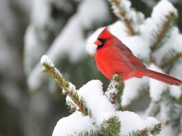 How to repurpose your Christmas tree for wildlife habitat