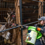 Apthorp Farms offers handicap-accessible reindeer tours in northwestern Pa.