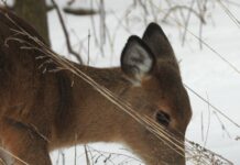 Let it snow, deer deer head