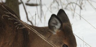 Let it snow, deer deer head