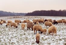 Tending to the flock and finding gratitude in a deep freeze sheep in snow