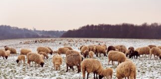 Tending to the flock and finding gratitude in a deep freeze sheep in snow