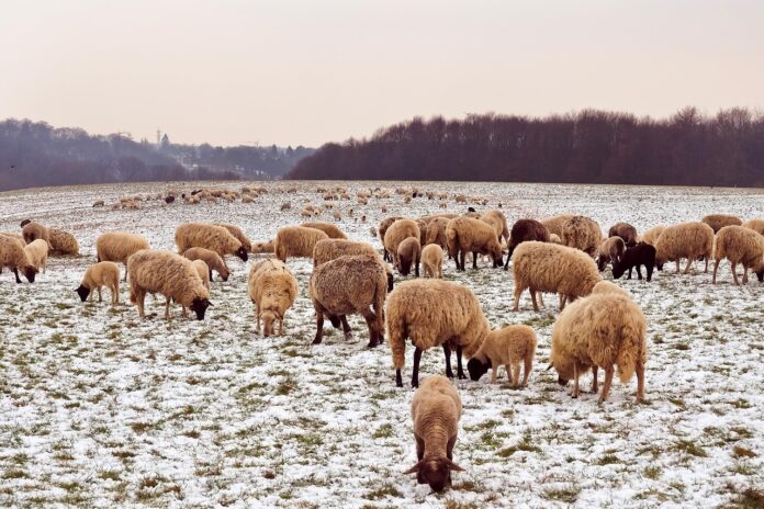 sheep in snow