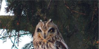 Stress-free resolutions are for the birds