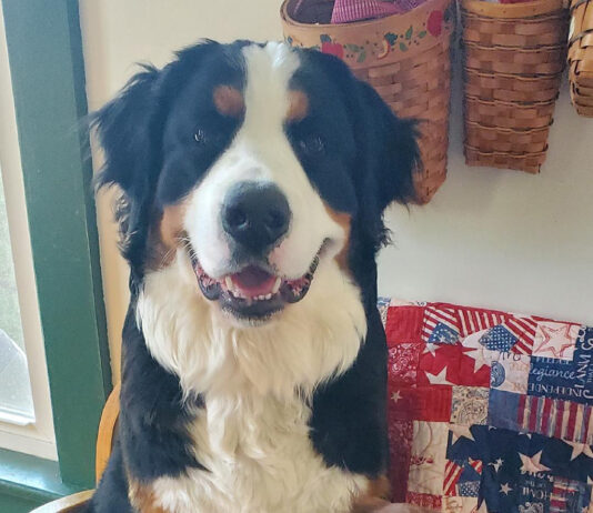 The one you choose: How a feisty runt puppy won a hunter’s heart