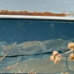 “Ready to settle down:” Feral cats looking for their purr-fect match