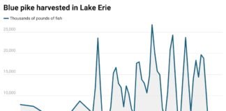 The blue pike: Fact vs. fiction of Lake Erie’s “Loch Ness Monster”