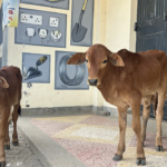 Feeding the world: How Africa is scaling livestock and food systems