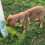 Right tree, right place: A guide to spring tree planting in Ohio