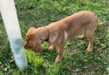 Right tree, right place: A guide to spring tree planting in Ohio