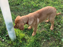 Right tree, right place: A guide to spring tree planting in Ohio