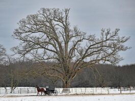 The secret life of the wolf tree: Why these forest giants stand alone