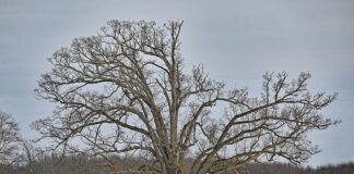 The secret life of the wolf tree: Why these forest giants stand alone