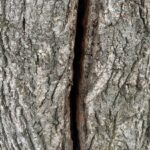 The science of frost cracks: What really happens when trees explode frost crack