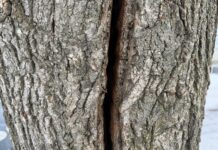 The science of frost cracks: What really happens when trees explode frost crack