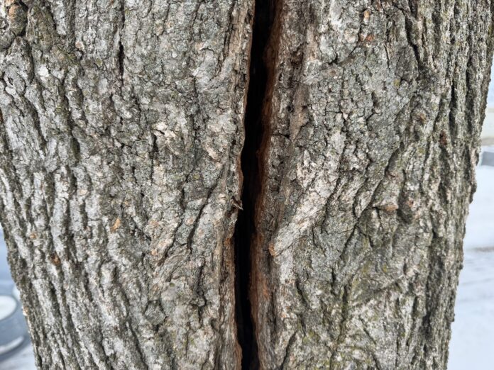 tree explosion, frost crack frost crack