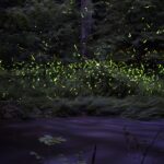Pennsylvania Firefly Festival
