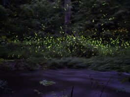 Pa. to conduct first-ever statewide firefly inventory Pennsylvania Firefly Festival