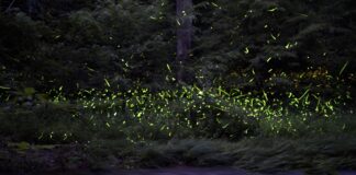 Pa. to conduct first-ever statewide firefly inventory Pennsylvania Firefly Festival
