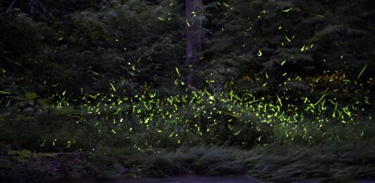 Pa. to conduct first-ever statewide firefly inventory Pennsylvania Firefly Festival